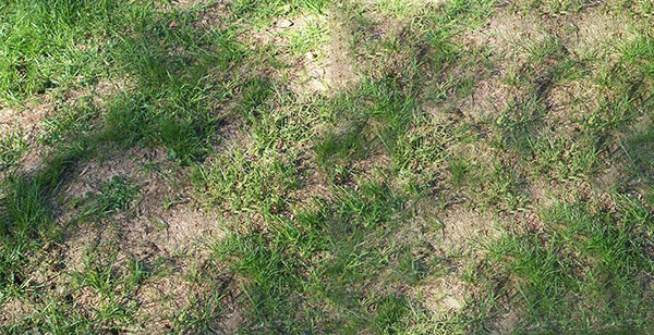 How To Tackle The Five Worst Summer Lawn Care Issues
